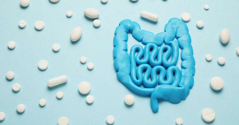 The Power of Probiotics: Benefits for Digestive and Immune Health