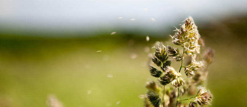 Through the Seasons: Understanding Different Allergy Causes