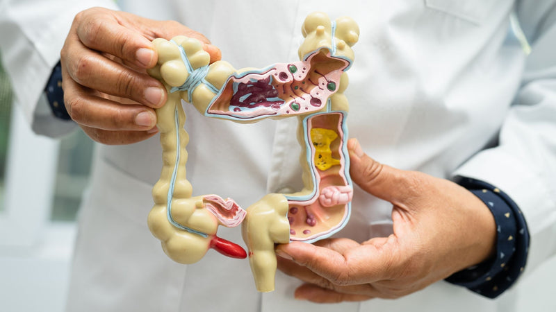 Exploring the Wonders of the Gut
